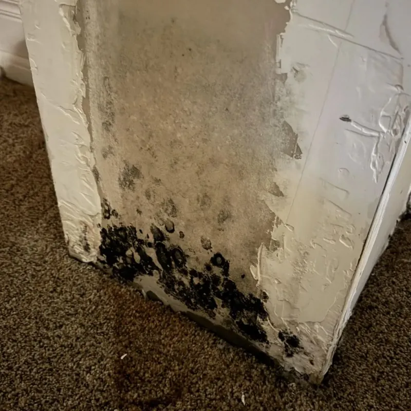 Professional Mold Removal in Masaryktown, FL